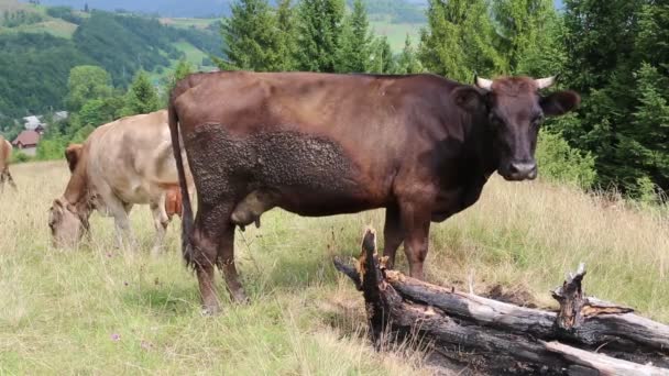 乳牛の牧草地で - 映像、動画