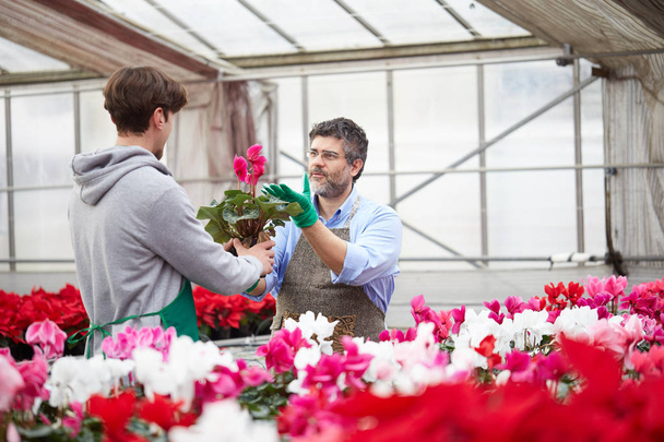 Two happy men working together as gardener in nursery shop - Photo, image