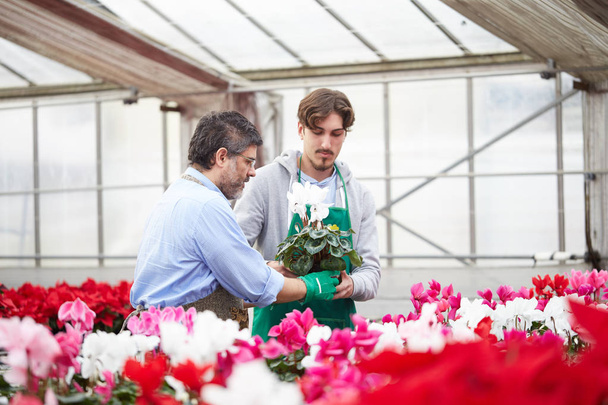 Two happy men working together as gardener in nursery shop - Valokuva, kuva