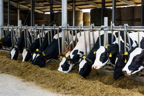 vacas en una granja. Vacas lecheras
 - Foto, imagen