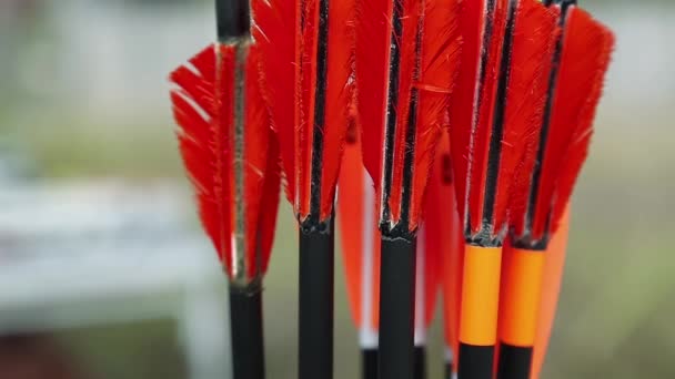 flèches à plumes rouges
 - Séquence, vidéo