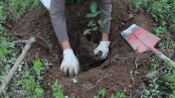 Walnussbaumpflanzung - Filmmaterial, Video
