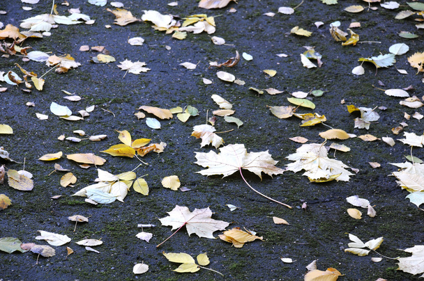 Maple Leaves on Asphalt - Foto, Imagen