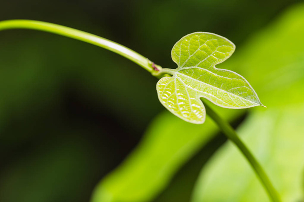 Young leaf of Aristolochia pothieri - Φωτογραφία, εικόνα