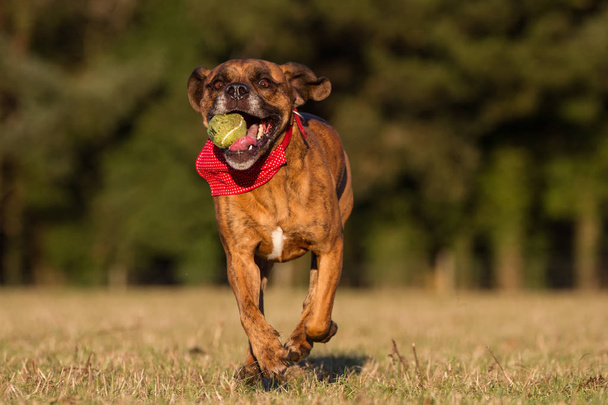 Happy Dog Running With Ball in an open space - Photo, Image