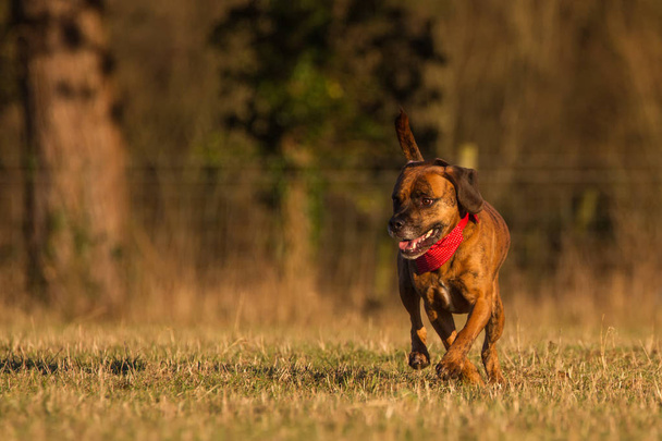 Happy Pet Dog Running With Bandana - Photo, Image