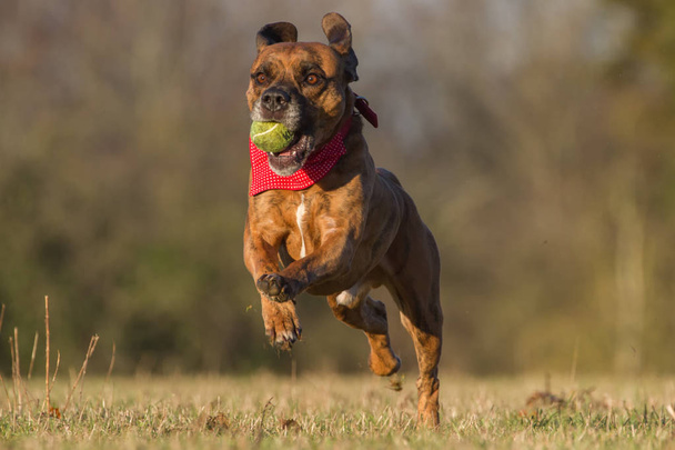 Happy Dog Running With Ball em um espaço aberto
 - Foto, Imagem