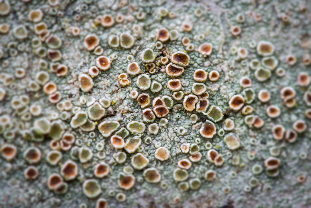 Macros de líquenes crustáceos
 - Foto, Imagen