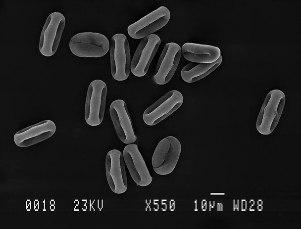 Stuifmeel deeltjes vergroot - Foto, afbeelding