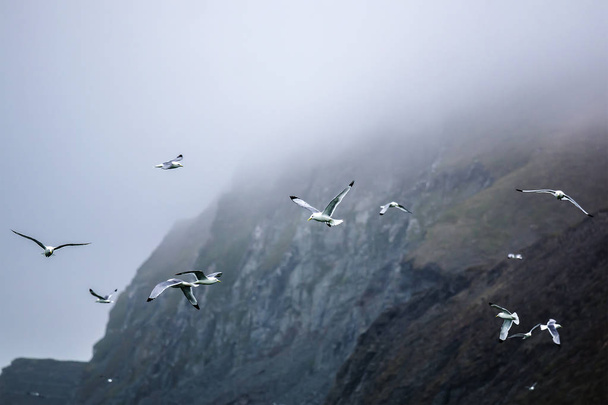 Γλάροι σε ένα φόντο από ομιχλώδη ακτή - Φωτογραφία, εικόνα