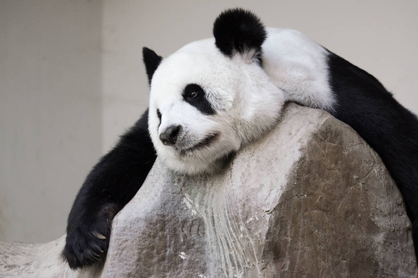 Lonely giant panda lie down on the rock - Photo, Image