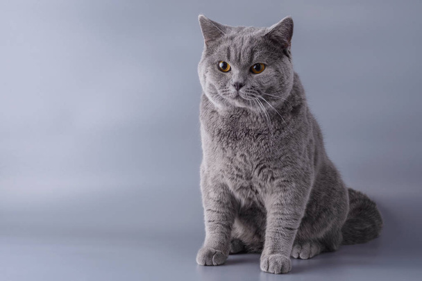 Hermoso gato británico joven sobre un fondo gris
 - Foto, imagen