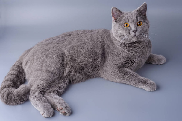 Hermoso gato británico joven extendida sobre un fondo gris
 - Foto, imagen