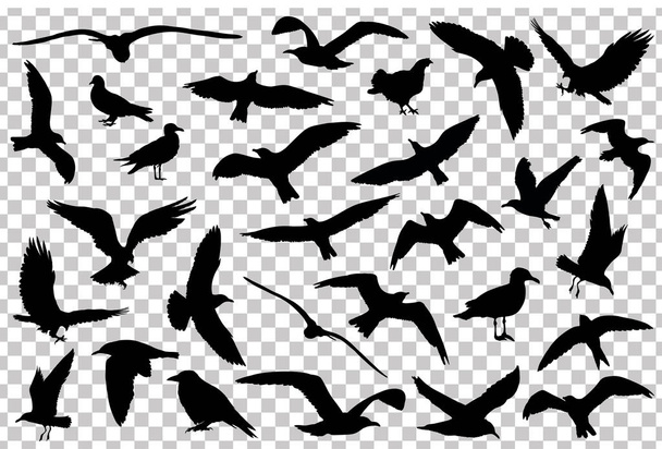 Aantal vogels silhouetten geïsoleerd. Vectorillustratie - Vector, afbeelding
