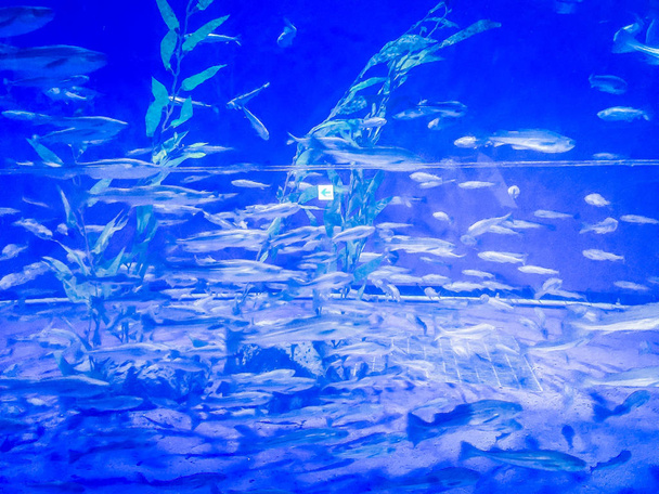 Fishes in Jeju aquarium on Jeju Island, South Korea - Foto, Bild