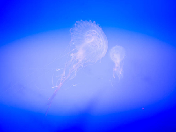 Jellyfish in Jeju aquarium on Jeju Island, South Korea - Foto, Imagen