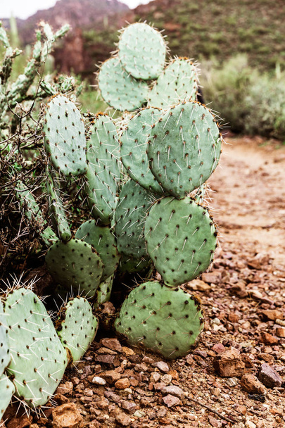 Pêra espinhosa cacto no deserto do Arizona, EUA
 - Foto, Imagem