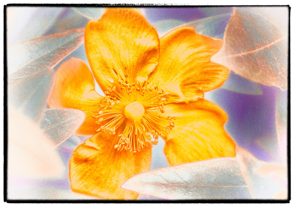 sanatsal sarı çiçek - Fotoğraf, Görsel
