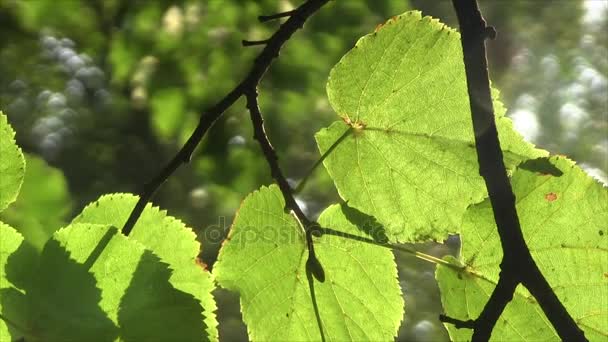 Linden levelek a napon - Felvétel, videó