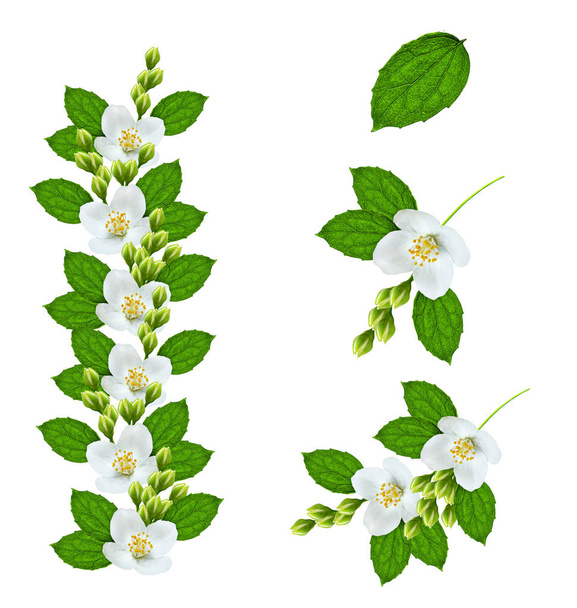 Ramo de flores de jasmim isolado no fundo branco
 - Foto, Imagem