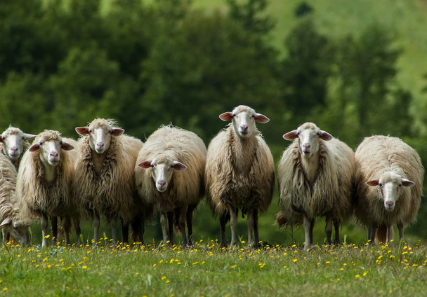 Pecore in Toscana
 - Foto, immagini