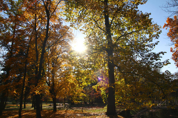 sunlight autumn tree in park - Fotó, kép