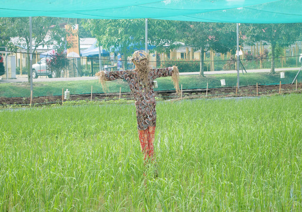 рисовое поле или рисовое поле
 - Фото, изображение