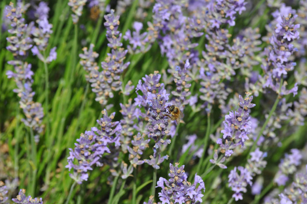 Lavandula angustifolia (lavender) - Photo, Image