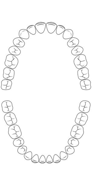 Зубы диаграммы
 - Вектор,изображение
