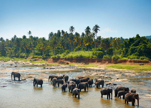 Elephants bathing. Sri lankan elephants in the river - Foto, Imagem