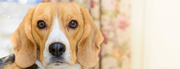 Beagle dog banner or background - 写真・画像