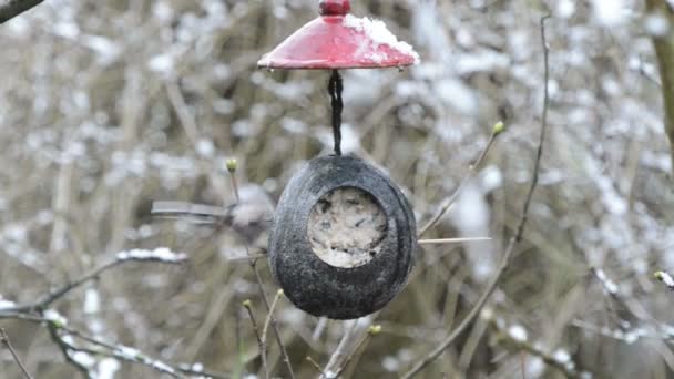 mésange à longue queue (Aegithalos caudatus) à la recherche de graines dans la mangeoire d'oiseaux en hiver. noix de coco
 - Séquence, vidéo