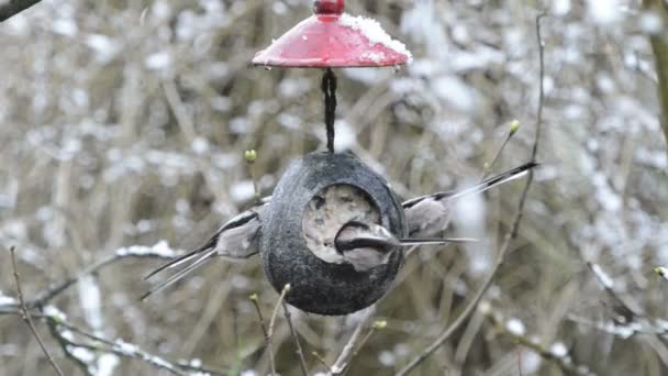 Langschwanzmeisen (aegithalos caudatus) suchen im Winter nach Samen am Vogelfutterhäuschen. Kokosnuss - Filmmaterial, Video