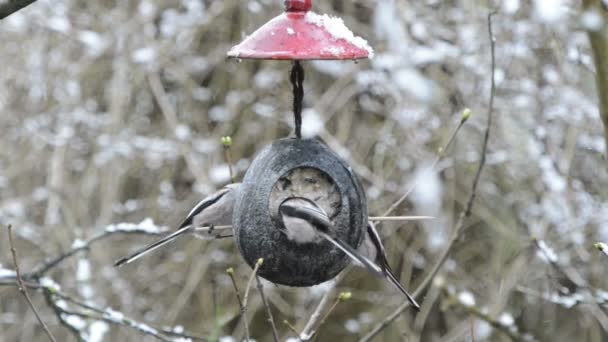 Langschwanzmeisen (aegithalos caudatus) suchen im Winter nach Samen am Vogelfutterhäuschen. Kokosnuss - Filmmaterial, Video