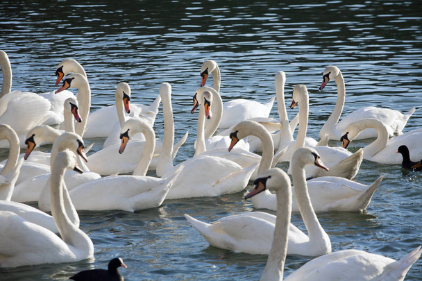 Jóvenes cisnes mudos y ánades reales flotando en el lago de agua clara
 - Foto, imagen
