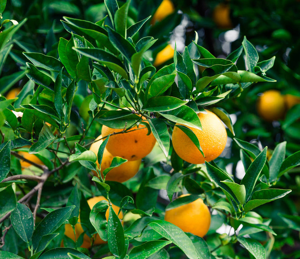 Orange garden - Trees with ripe fruits - Valokuva, kuva