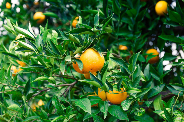 Orange garden - Trees with ripe fruits - Фото, зображення
