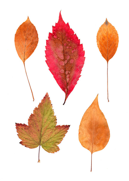 application de différentes feuilles d'orange
 - Photo, image