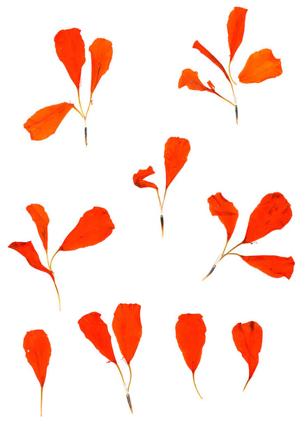 pressed orange flower petals isolated - Fotó, kép