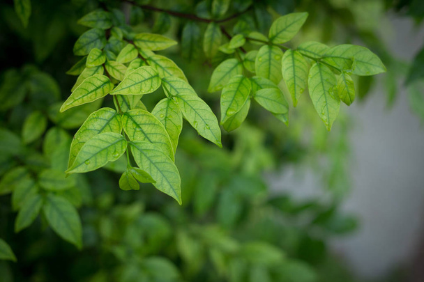  green leaf background - Φωτογραφία, εικόνα