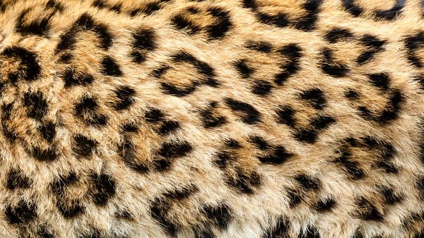 ΠΡΑΓΜΑΤΙΚΗ ΖΩΝΤΑΝΗ βόρειο κινεζικό λεοπάρδαλη δέρμα υφή φόντου - Φωτογραφία, εικόνα