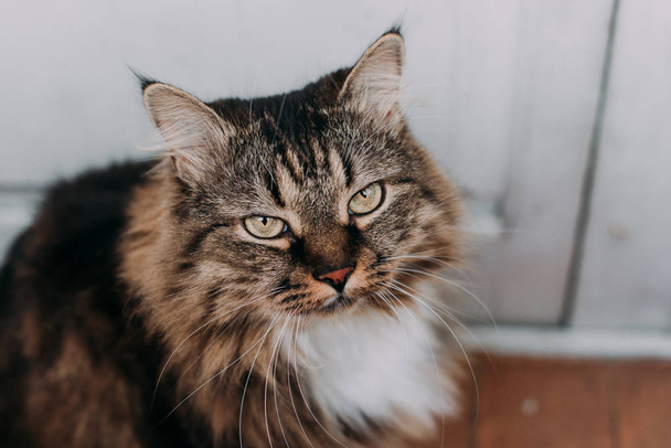 Gray beautiful cat with long whiskers long hair - Foto, immagini