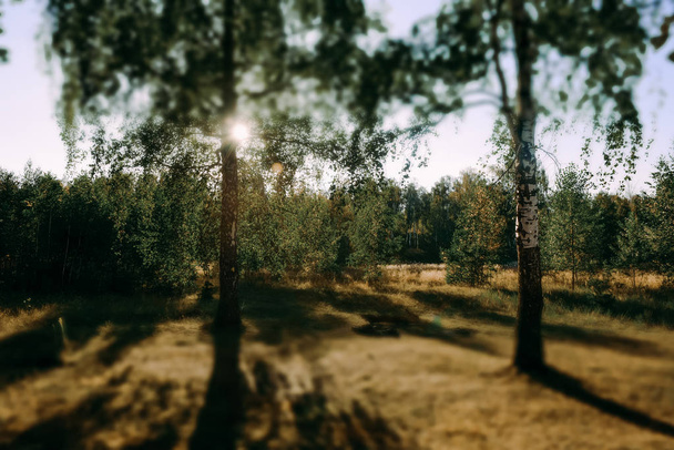 Zomer zonnige bos bomen en groen gras. Natuur hout zonlicht achtergrond. - Foto, afbeelding