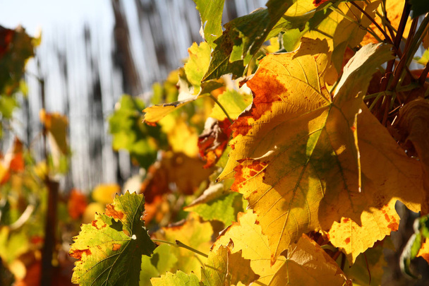 winorośl liście jesienią - Zdjęcie, obraz