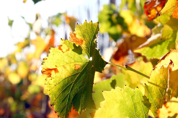 winorośl liście jesienią - Zdjęcie, obraz