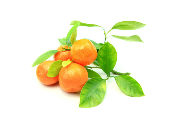白い背景に柑橘系の果物のキンカン - 写真・画像