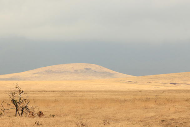 Ngorongoro - Zdjęcie, obraz