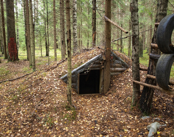 Forest dwelling - Photo, Image
