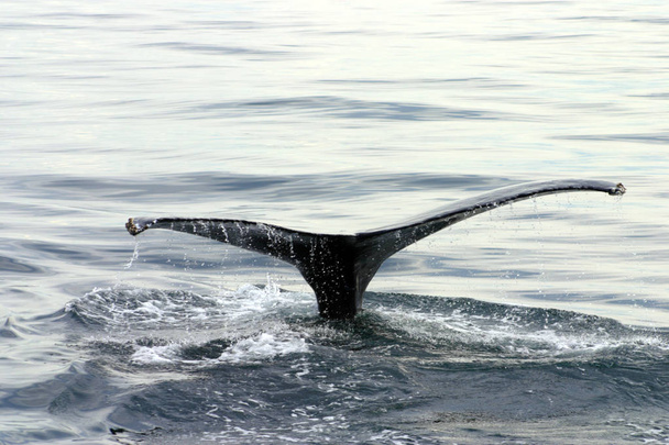 Harmaan valaan pyrstöevä Atlantilla
 - Valokuva, kuva