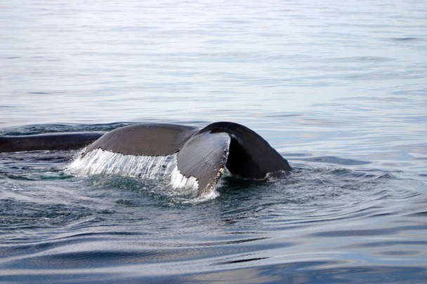 Farokúszó szürke bálna, az Atlanti-óceán - Fotó, kép